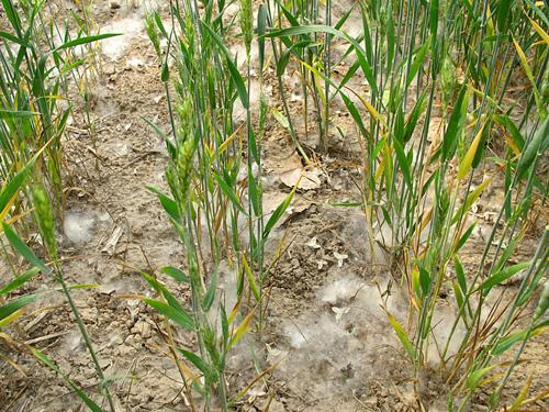 小麦干旱防治方法 小麦干旱防治方法是什么