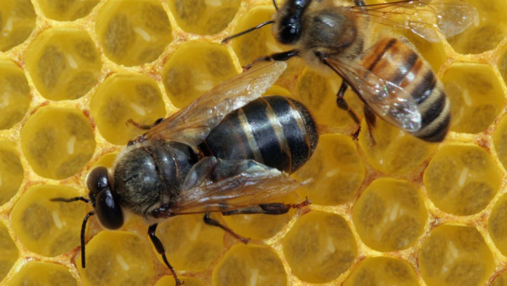 无刺蜂蜜的治疗作用 无刺蜂蜜的治疗作用和功效