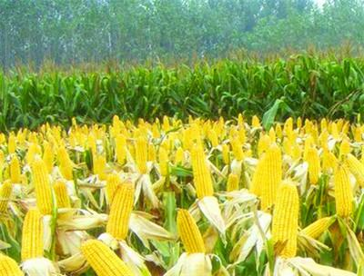 玉米亩产量有多少 玉米亩产量有多少斤
