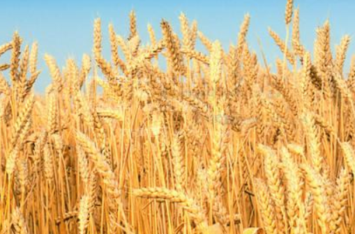 小麦的种植方法 小麦的种植方法和时间视频