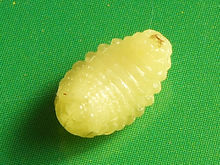 苹果黄刺蛾症状 黄刺蛾幼虫的危害症状是什么?