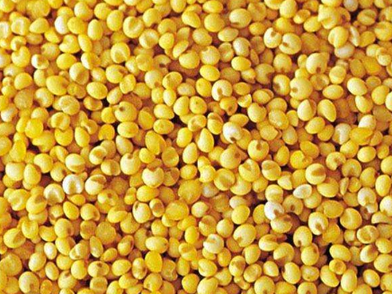 大黄米的功效与作用，大黄米的禁忌 大黄米的功效与作用及禁忌