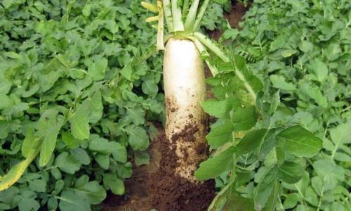 萝卜种植时间和方法 白菜种植时间和方法
