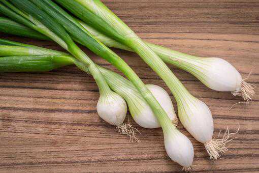 大葱籽什么时候播种（大葱籽播种几天出苗）