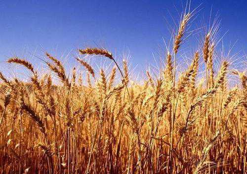 小麦亩产量多少斤（农大399小麦亩产量多少斤）