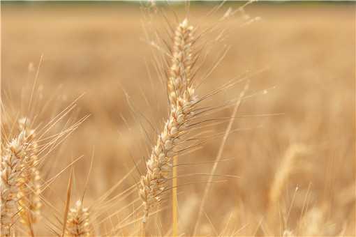 小麦12月份种可以吗（到11月20号左右还能种小麦吗）