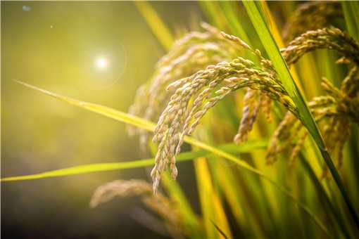 海水稻是转基因大米吗（海水稻是转基因大米吗为什么）