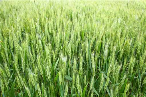 小麦高产种植技术要点有哪些（小麦高产种植技术要点有哪些内容）
