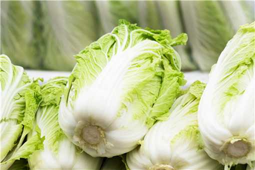 白菜常见的病虫害有哪些
