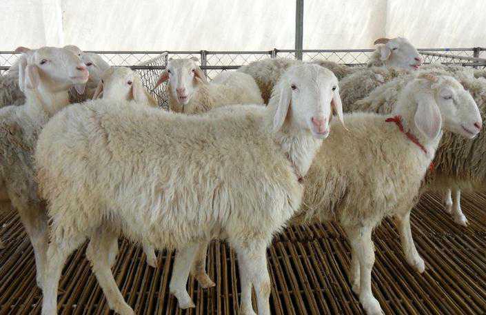 养羊引种前应该做好那些技术准备 种羊引种技术及注意事项
