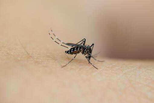 蚊子喜欢什么血型 蚊子喜欢什么血型,为什么我招蚊子