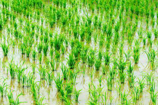 南方水稻一年几熟 南方稻米一年几熟