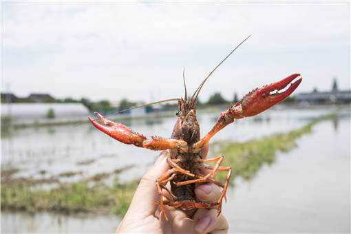 梅雨季小龙虾养殖管理方法有哪些（冬季小龙虾养殖技术）