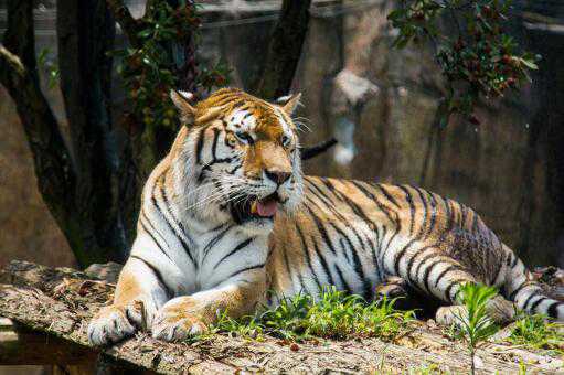 全球野生虎仅剩约4000只！具体分布在哪里？野生虎是几级保护动物