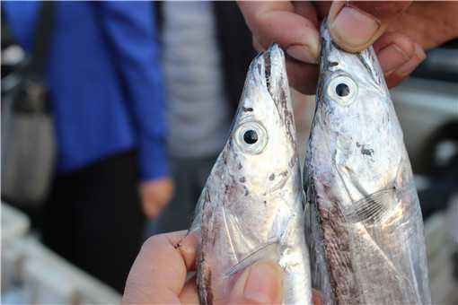 2020年刀鱼价格多少钱一斤