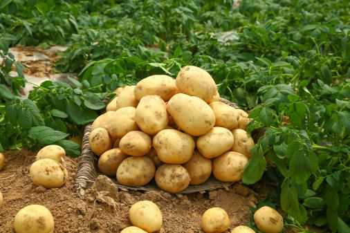 土豆播种时间和技术要点介绍 土豆播种时间和技术要点介绍图片
