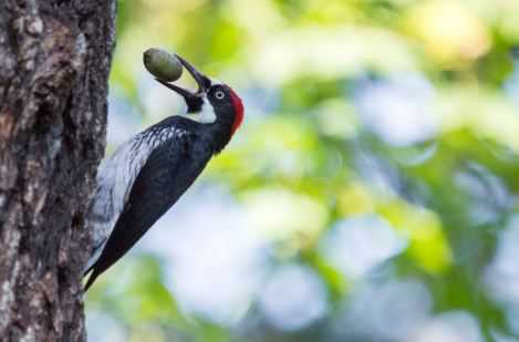 啄木鸟的尾巴有什么作用 啄木鸟的尾巴有什么作用是什么