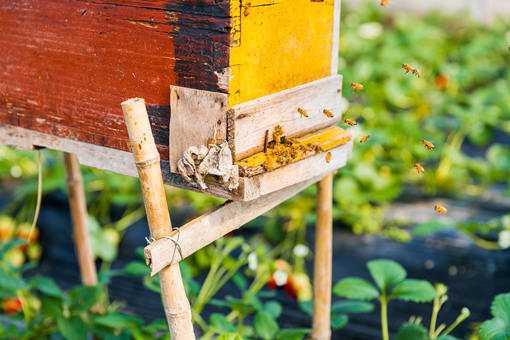 新手养殖蜜蜂要注意什么 新手养殖蜜蜂要注意什么问题