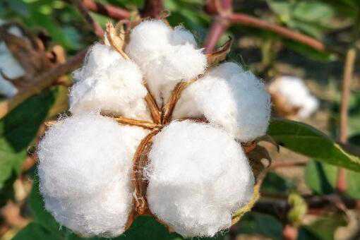 新疆棉花最新价格是多少钱一斤（今日新疆棉花价格多少钱一公斤）