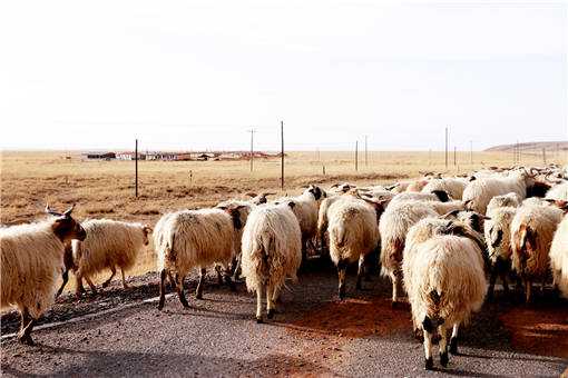 2019-2020年新手养羊需要注意什么 2020年开始养羊合适吗