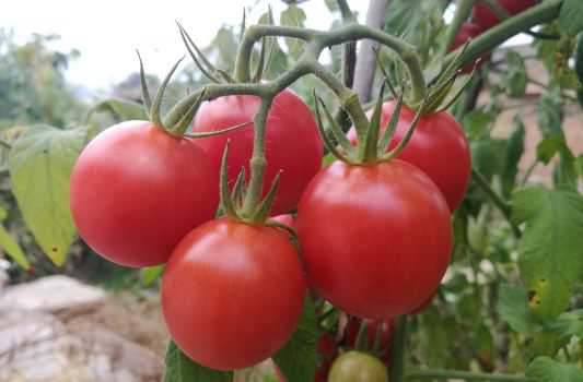 西红柿的别名叫什么 西红柿的别名是什么