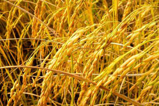 现在稻谷多少钱一斤 稻谷多少钱一斤2021