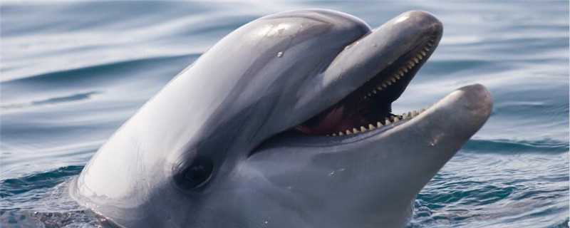 鲸鱼是怎么繁殖的 鲸鱼是怎么繁殖的?