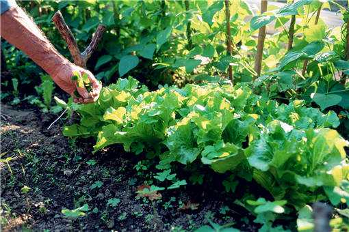 2020年农村种野菜赚钱吗 农村种野菜能赚钱吗