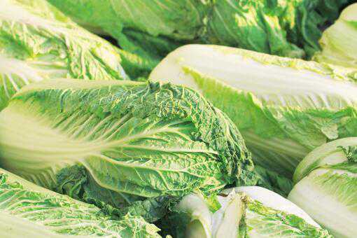 大白菜种植前景和利润如何 大白菜的种植成本
