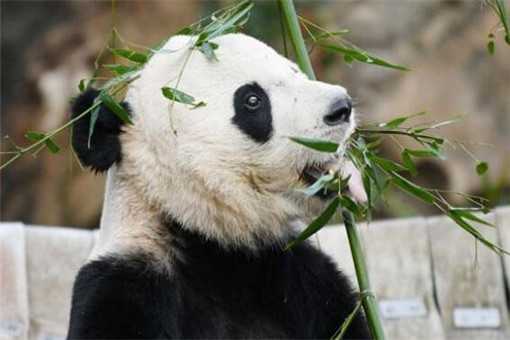 旅美大熊猫回国是怎么回事 旅美大熊猫近况
