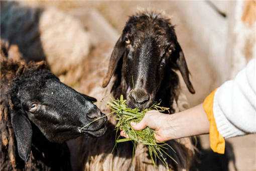 养殖肉羊哪个品种好 养殖肉羊哪个品种好养