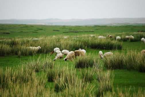 想养羊的话怎样审批养殖场 想养羊的话怎样审批养殖场手续