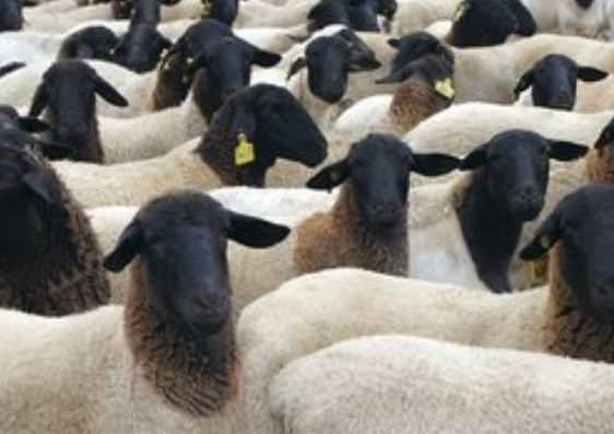 种羊大概多少钱一只 种羊多少钱一只带羔羊价格