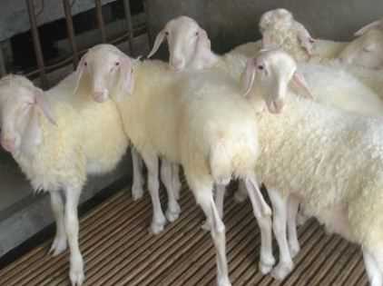 新手养羊的羊圈建造要注意什么 新手养羊的羊圈建造要注意什么事项