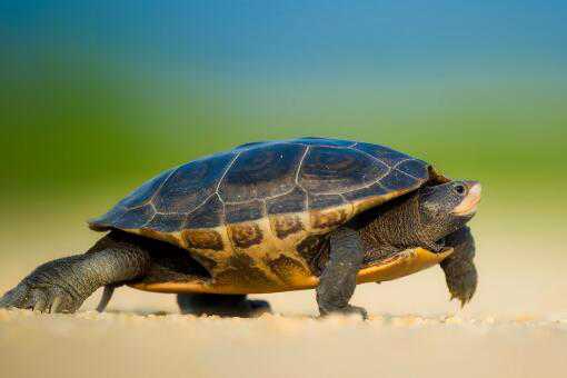 乌龟能活多少年 一般的乌龟能活多少年