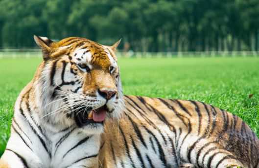 老虎的品种有哪些 老虎的品种有哪些名字