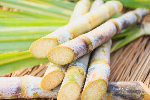 甘蔗是哪里的特产 甘蔗产地最有名的地方在哪