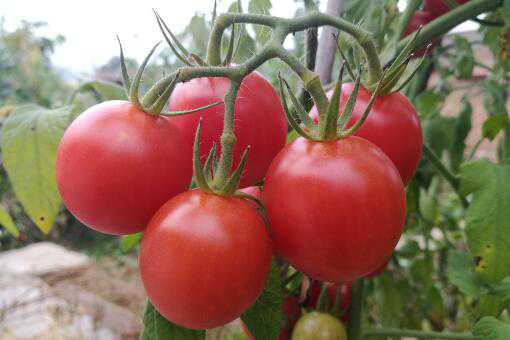 番茄从播种到结果需要多久（番茄从苗到结果要多久）