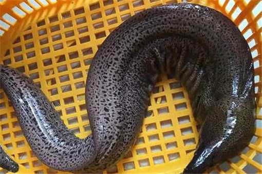 野生石鳗鱼价格多少钱一斤