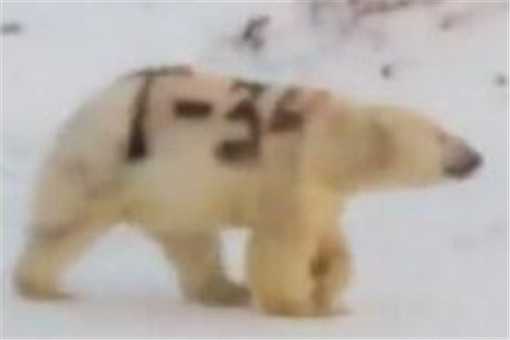 北极熊身上被涂字是怎么回事