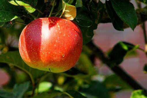 现在各地苹果多少钱一斤 苹果现在大概多少钱一斤