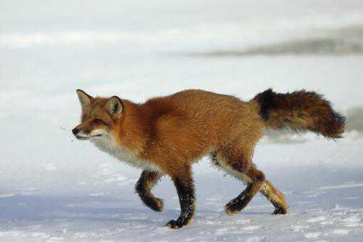 大兴安岭红狐是保护动物吗（大兴安岭红色狐狸）