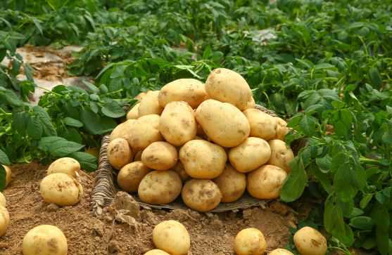 土豆别名叫什么 土豆的学名叫什么?