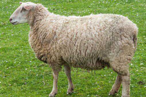 羊肉的价格是多少元一斤 羊肉价格是多少钱一斤