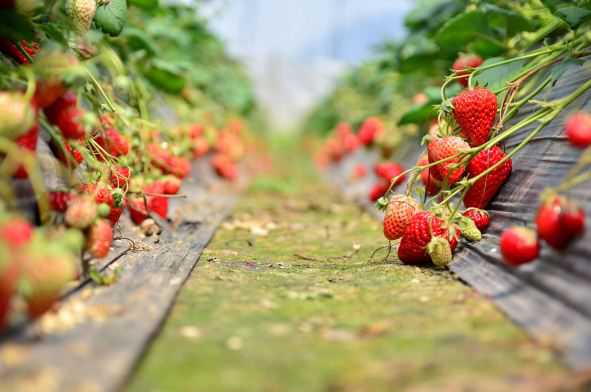 现在草莓多少钱一斤 现在草莓多少钱一斤2022