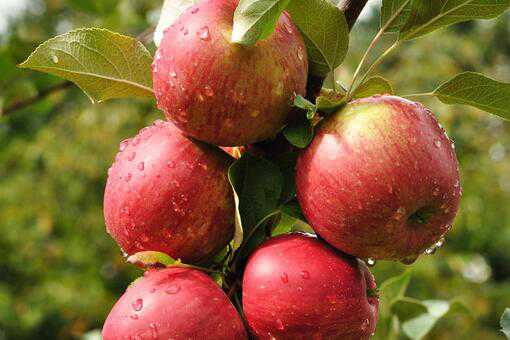 现在苹果多少钱一斤
