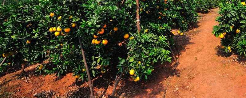 脐橙果树几年结果 脐橙果树几年结果
