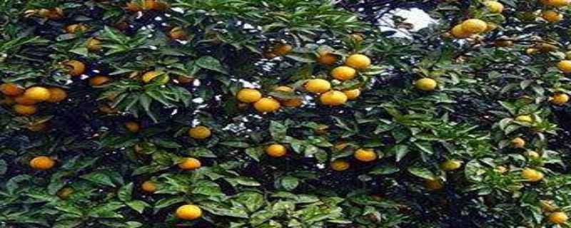 橙子树几年结果 橙子树一般几年结果