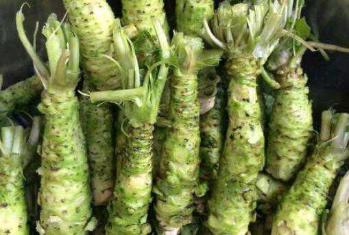现在的山葵能卖多少钱一斤 山葵的价格 山葵多少钱一斤2018