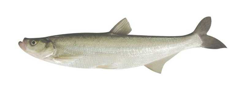 东江鱼产自哪里的特产 东江鱼产自哪里的特产鱼